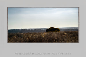 Bison wall art – wide panoramic rustic prairie photography print by Debra Gail Fine Art