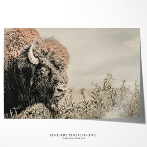 Bison wall art – rustic prairie photography print by Debra Gail Fine Art