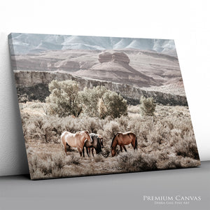Wild Horses Photography | Heritage Pryor Mountain Horses Band