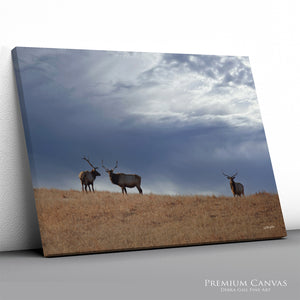 Great Plains Elk Wildlife Photography | Prairie & Western Wall Art