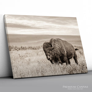 Plains Buffalo on the Prairie Photography | Sepia Toned Bison Canvas Print
