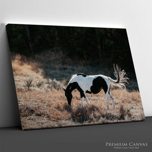 American Paint Horse Wall Art | Wyoming Western Fine Art Canvas