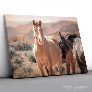 Wild Horses of the Pryor Mountains | Wild Horse Fine Art Photography