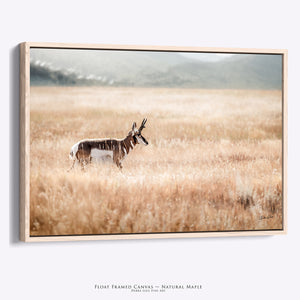 Pronghorn Antelope Print - Western Wildlife Art | Rustic Wall Decor Canvas