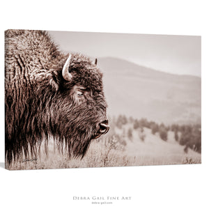 Bison wall art print - rustic buffalo photography on canvas by Debra Gail Fine Art