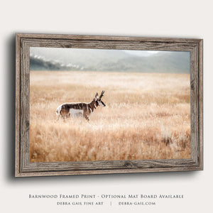 pronghorn antelope wall art canvas – wildlife Western fine art print by Debra Gail Fine Art