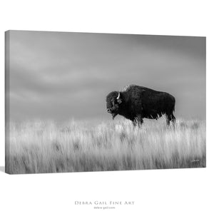 Bison wall art – black and white rustic prairie photography print by Debra Gail Fine Art