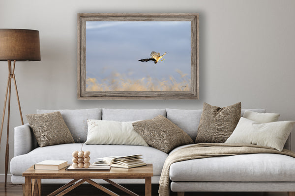 Wall Decor Print of a Northern Harrier Hawk in Flight No. 2633