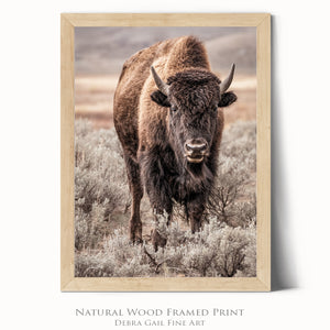 Bison wall art print - rustic buffalo photography on canvas by Debra Gail Fine Art