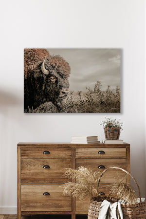 Bison wall art – rustic prairie photography print by Debra Gail Fine Art