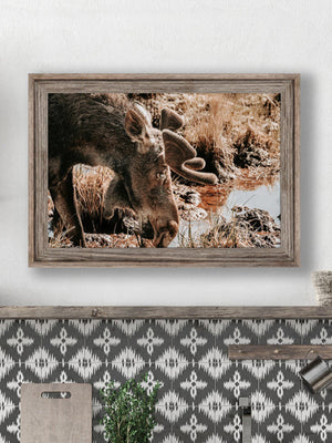 Moose wall art – rustic wildlife fine art photography by Debra Gail Fine Art
