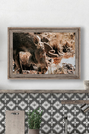 Moose wall art – rustic wildlife fine art photography by Debra Gail Fine Art