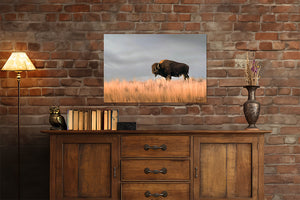 Bison wall art – buffalo canvas prairie photography print by Debra Gail Fine Art
