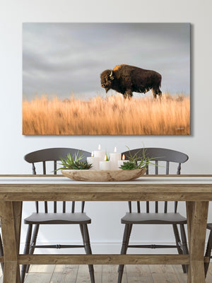 Bison wall art – buffalo canvas prairie photography print by Debra Gail Fine Art