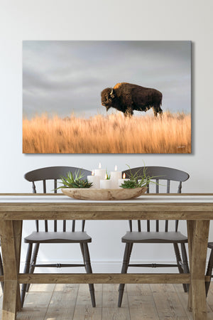 Bison wall art – buffalo canvas prairie photography print by Debra Gail Fine Art