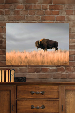 Bison wall art – buffalo canvas prairie photography print by Debra Gail Fine Art