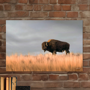Bison wall art – buffalo canvas prairie photography print by Debra Gail Fine Art