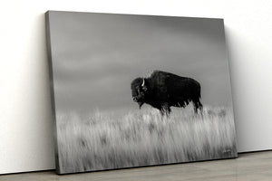 Bison wall art – black and white rustic prairie photography print by Debra Gail Fine Art