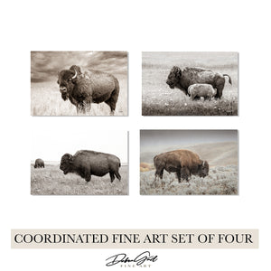Bison Wall Art Photography — Set of 4