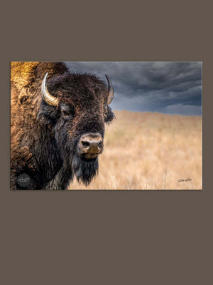 Bison wall art – neutral sepia rustic prairie photography print by Debra Gail Fine Art