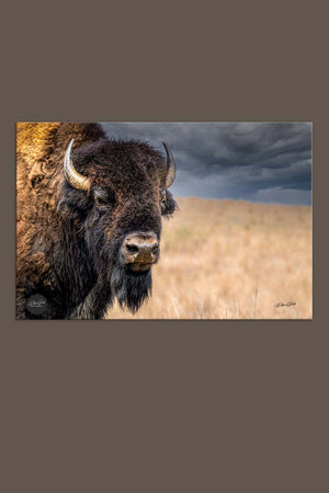 Bison wall art – neutral sepia rustic prairie photography print by Debra Gail Fine Art
