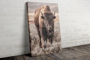 Bison wall art print - rustic buffalo photography on canvas by Debra Gail Fine Art