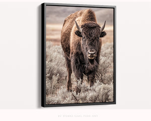 Bison wall art print - rustic buffalo photography on canvas by Debra Gail Fine Art