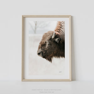 Buffalo fine art print – Great Plains wildlife wall decor by Debra Gail Fine Art