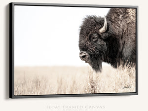 Bison wall art – rustic prairie photography print by Debra Gail Fine Art
