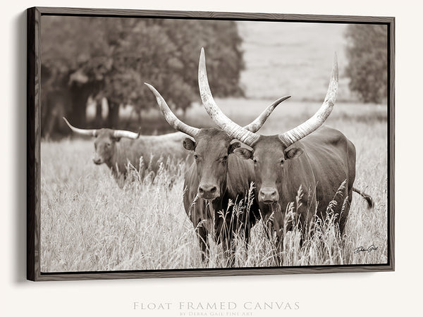 WATUSI LONGHORN CATTLE - KANSAS PHOTOGRAPHY