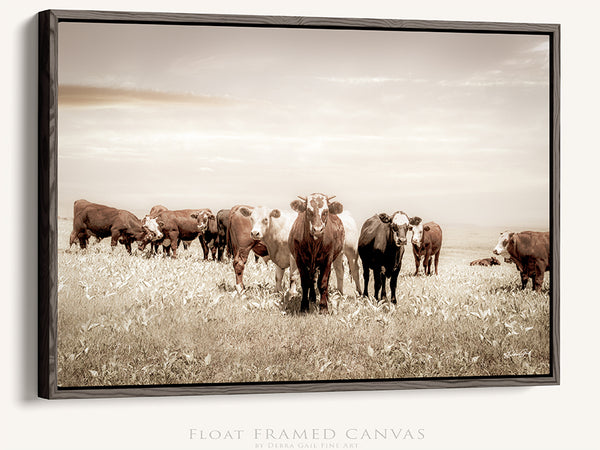 CATTLE ART PRINT - KANSAS PHOTOGRAPHY