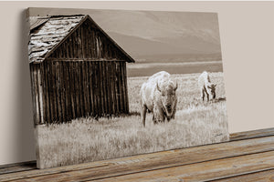 White Buffalo Wall Art | Western Wildlife Fine Art
