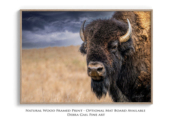 BISON BULL CLOSE UP PRINT - BUFFALO IN EARTH TONES