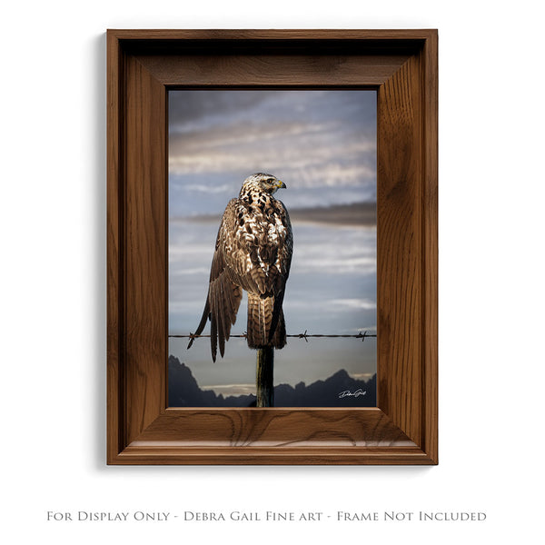 HAWK ON THE WIRE - WESTERN GOTHIC FINE ART PRINT