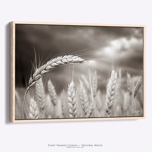 Rural Wheat Field Wall Art | Kansas Prairie Photography