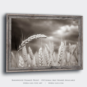 Wheat field wall art – Kansas prairie agriculture photography by Debra Gail Fine Art