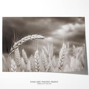 Wheat field wall art – Kansas prairie agriculture photography by Debra Gail Fine Art