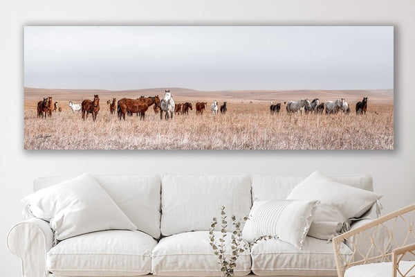 WILD HORSES PANORAMIC PRINT - KANSAS PHOTOGRAPHY 3:1