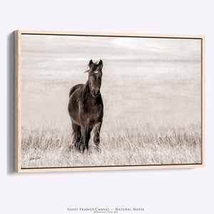 Wild Mustang Art | Horse Lovers Fine Art Photography