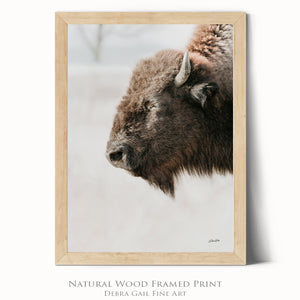 Buffalo fine art print – Great Plains wildlife wall decor by Debra Gail Fine Art