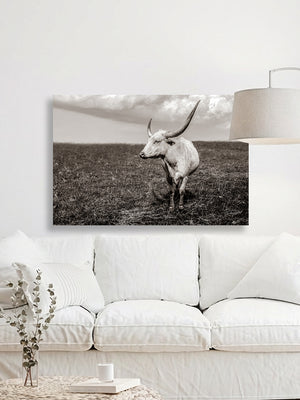 A black and white photograph of a horned animal, likely a cow or ox, standing in a grassy field.