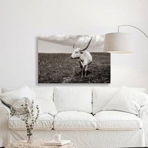 A black and white photograph of a horned animal, likely a cow or ox, standing in a grassy field.