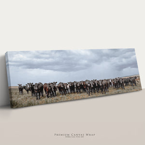Black Angus Wall Art - Panoramic Wide Cattle Canvas | Rustic Western Decor