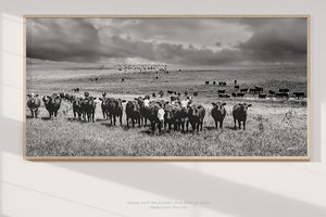 Black Angus Wall Art - Panoramic Angus Cattle Print Canvas | Rustic Decor