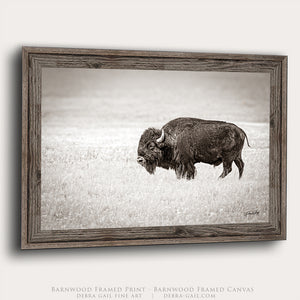 American Bison Wall Art Photography | Plains Buffalo Artwork in Neutral Sepia