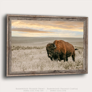 A framed art print featuring a bison standing in a grassy field under a warm-toned sky, shown at a slight angle against a light gray background. The print is enclosed in a rustic barnwood frame, and text at the bottom reads 'Barnwood Framed Print - Barnwood Framed Canvas' with 'Debra Gail Fine Art' and 'DEBRA-GAIL.