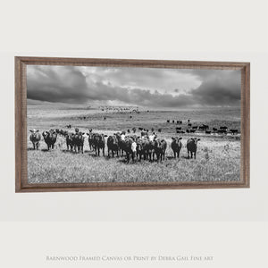 Black Angus Wall Art - Panoramic Angus Cattle Print Canvas | Rustic Decor