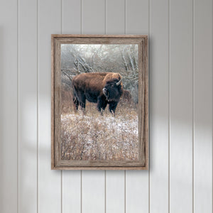 Bison wall art – vertical buffalo canvas prairie photography print by Debra Gail Fine Art