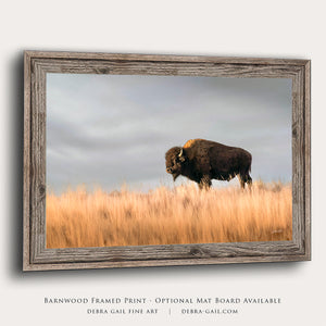 Bison wall art – buffalo canvas prairie photography print by Debra Gail Fine Art