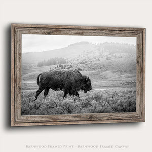 American Bison Wall Art | Black & White Rustic Farmhouse Artwork